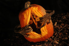 100 halloween pumpkin carving ideas
