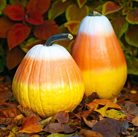no carved candy corn pumpkins are a great idea for fall and Halloween and you can make them in minutes