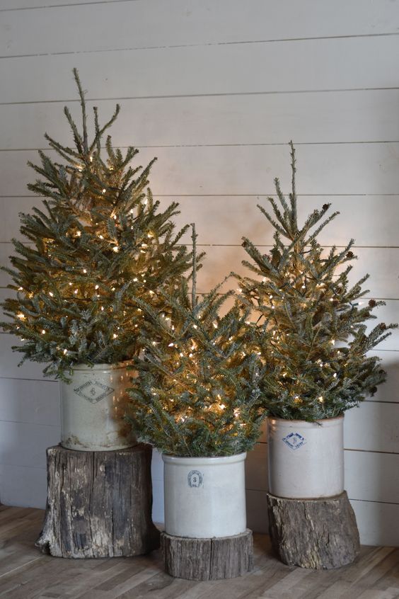 a cool rustic Christmas trio of three trees in buckets, with lights and on tree stumps