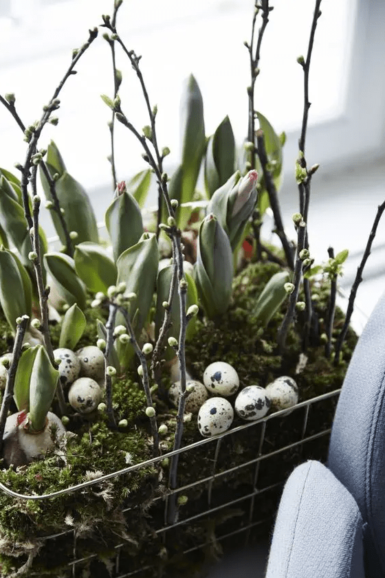 a wire basket arranhement with moss, leaves, bulbs, willow and speckled eggs is a beautiful all-natural decoration for Easter