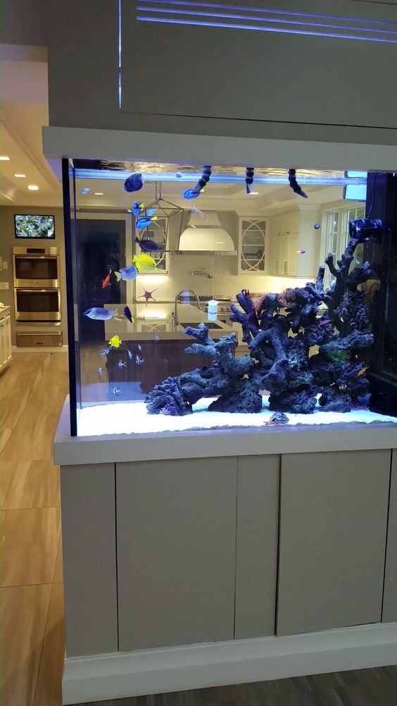 an aquarium dividing the kitchen and the living room is a cool idea that rocks