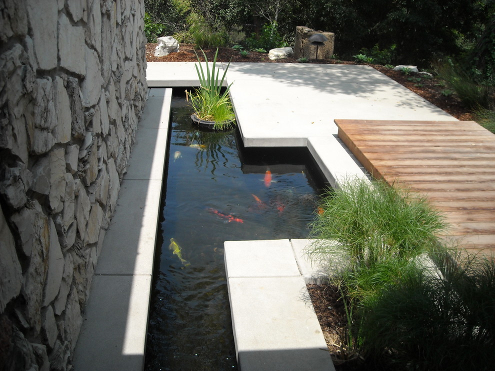 a contemporary pond is a perfect background for fancy goldfishes