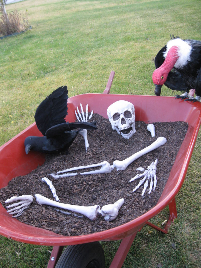 A skeleton and a black raven in a wheelbarrow is a decoration you can easily move around your backyard.