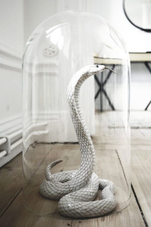 a glass cloche, rubber snake, wire and spray paint are all you need to recreate such a decoration