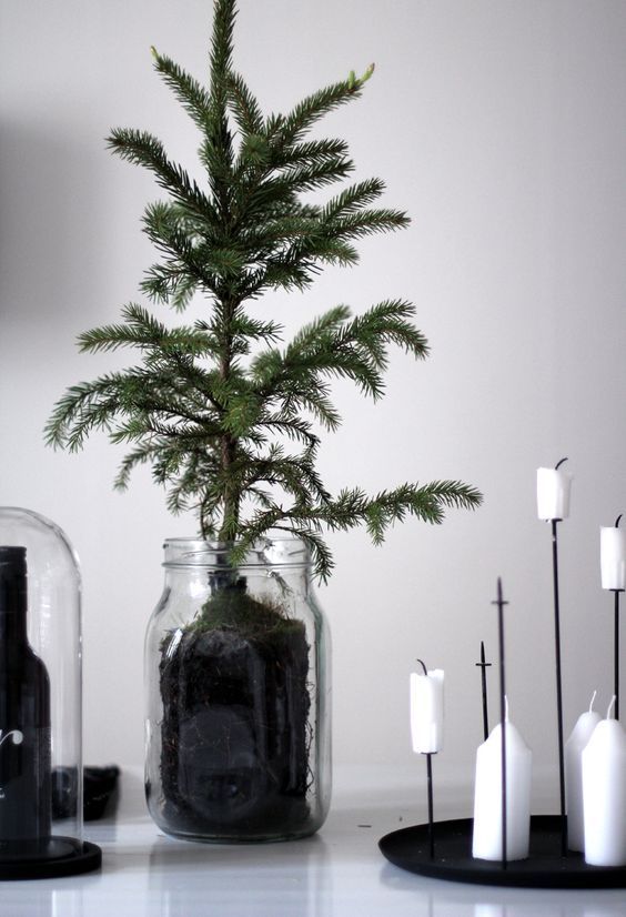 a minimalist Christmas tree in a jar and white candles on a black candelabra for a cool minimal look