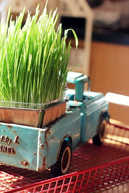 a blue vintage truck with a planter with wheatgrass is a lovely rustic decoration for spring