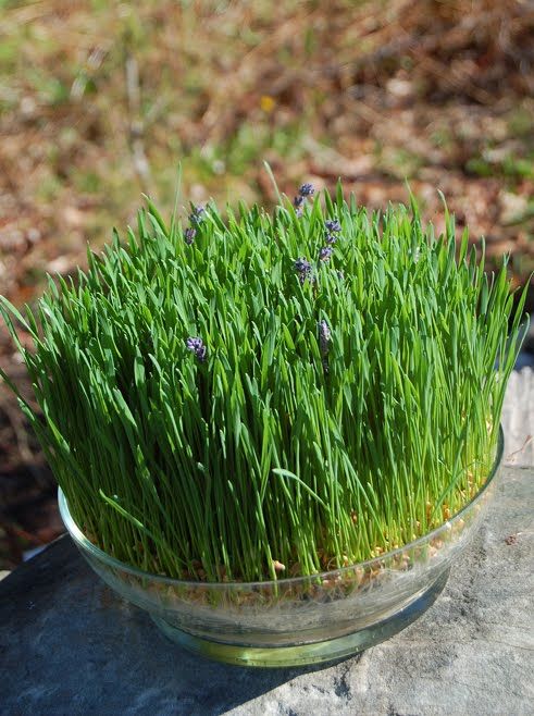 a ready spring centerpiece of wheatgrass and lavender is a gorgeous idea of a living piece that will last long