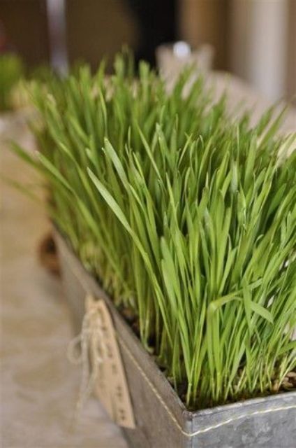 a tin planter with wheatgrass and twine and tags is a lovely and cool spring centerpiece with a rustic feel