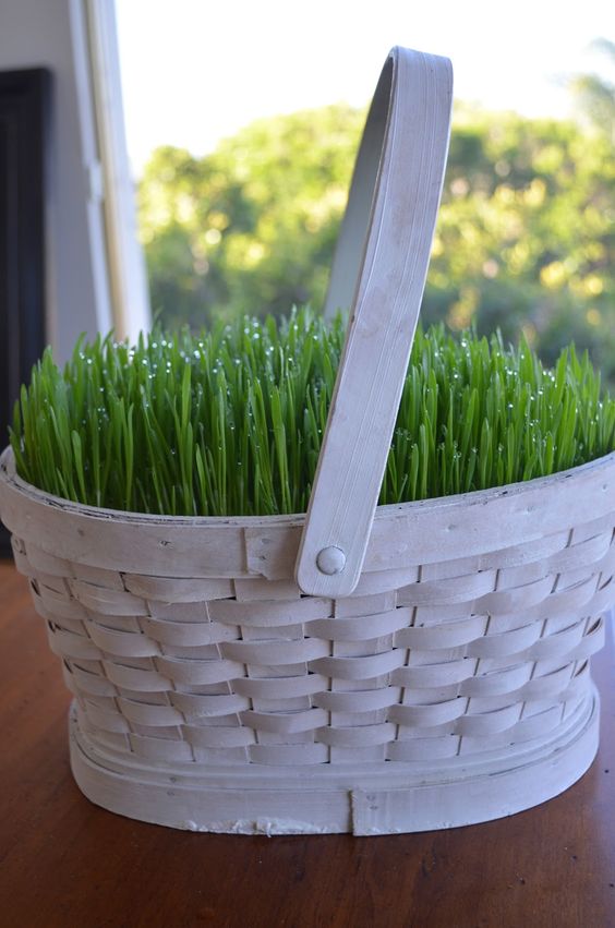 a white basket with wheatgrass is a truly spring or Easter decoration to rock