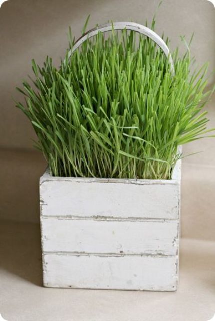a white box planter with a handle and wheatgrass is a lovely and cute rustic decoration to rock