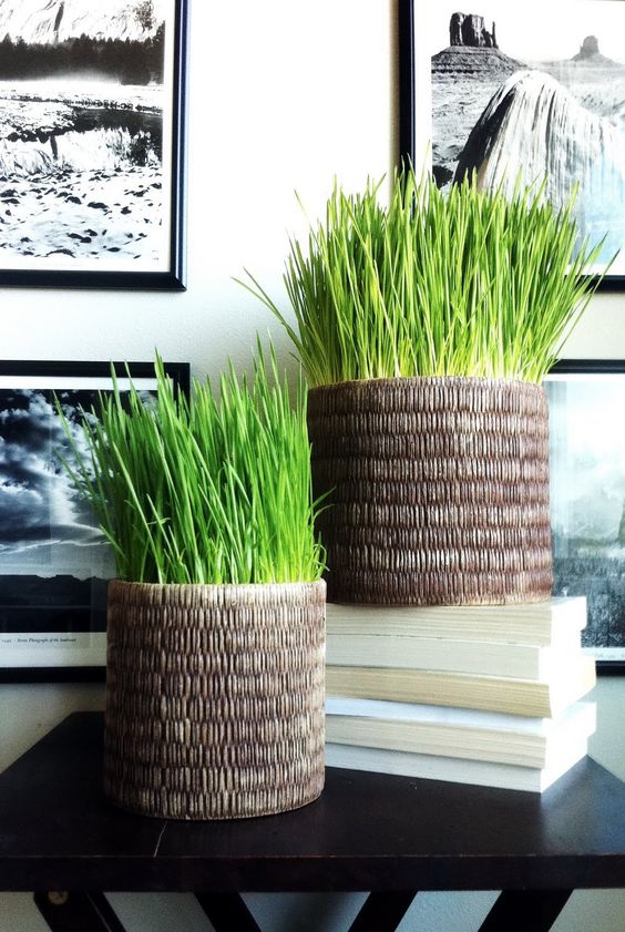 cool woven planters with wheatgrass will be a nice modern decoration idea for any space