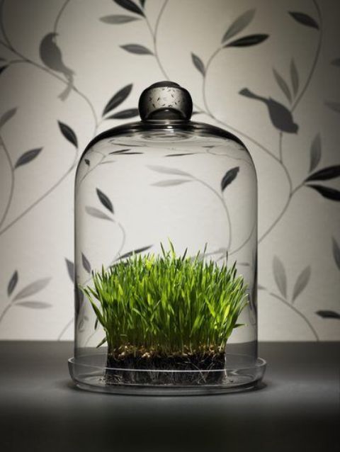 wheatgrass in a cloche is a stylish modern decoration for spring, and it's easy to make