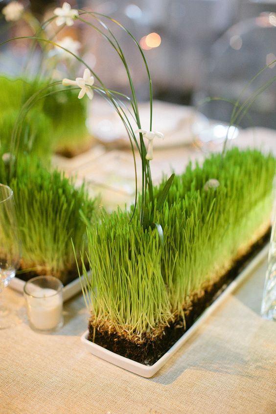wheatgrass in trays with long grasses and white blooms are lovely spring decorations that are living and fresh