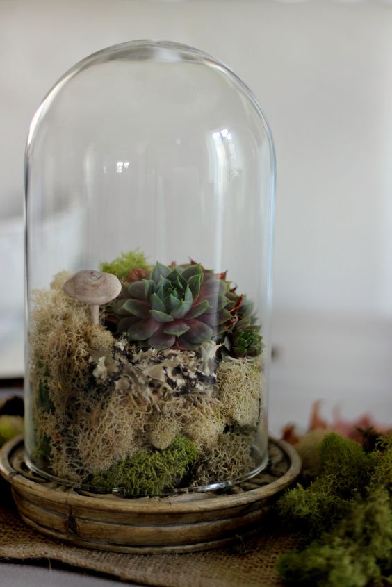 a cloche terrarium with moss, succulents and a faux mushroom is a lovely idea for any season to feel woodlands
