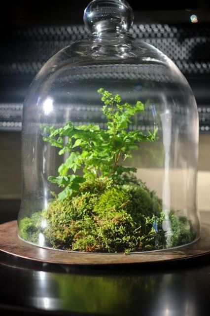 a cloche with moss and greenery inside is a stylish idea of a spring centerpiece that you can easily make