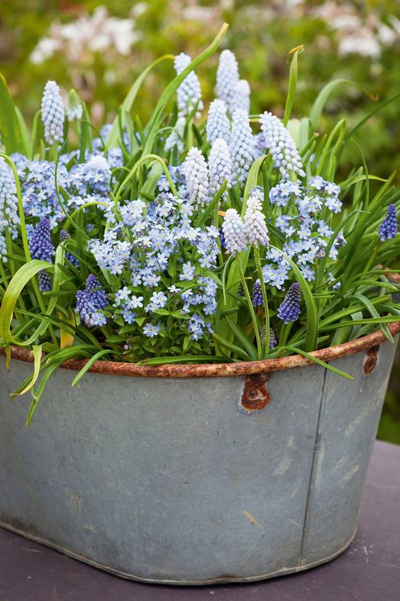 a galvanized bathtub with greenery, forget-me-not and purple hyacinths is a lovely rustic spring decoration
