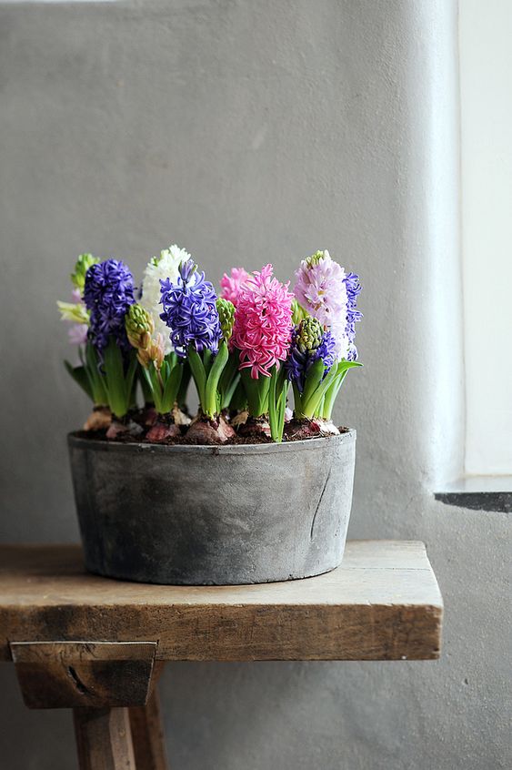 a galvanized bucket with colorful hyacinths is a lovely rustic decor idea for both outdoors and indoors