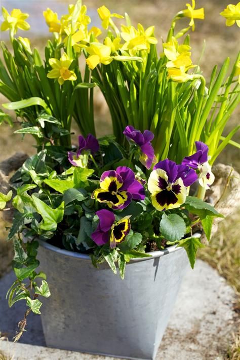 a galvanized bucket with daffodils and pansies will bring a spring feel to your outdoor space