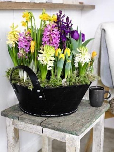 a gorgeous spring decoration of a black bucket, moss and lots of bright spring bulbs is great for both indoors and outdoors