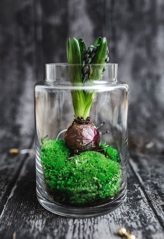 a jar with moss and a hyacinth is a cool idea to decorate your space for spring, both indoors and outdoors