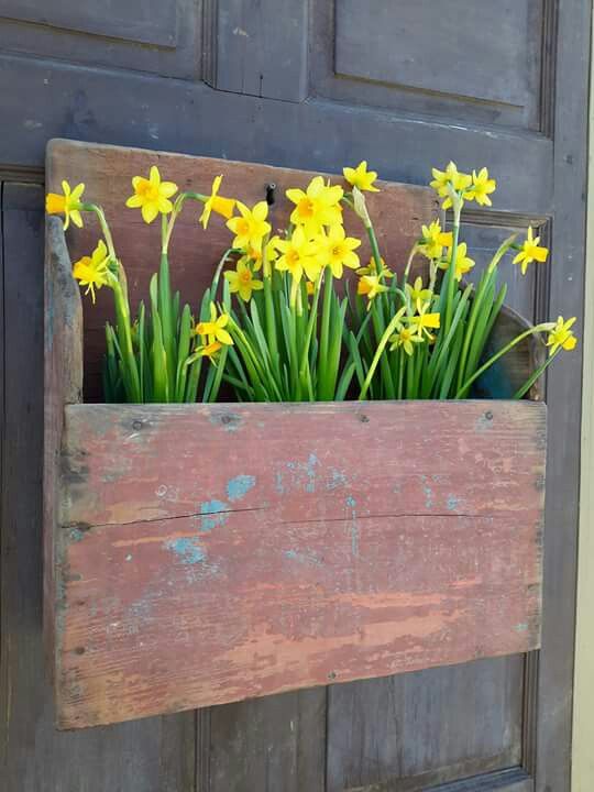 a shabby chic spring door decoration - a wooden planter and daffodils instead of a usual wreath for your door