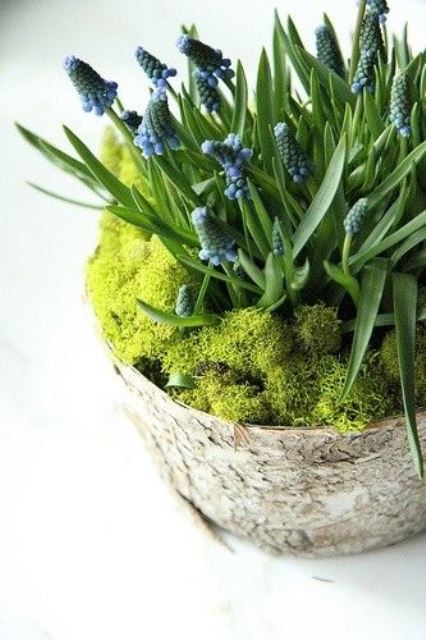 a tree stump with moss and blue hyacinths is a pretty rustic decoration for spring that you can rock
