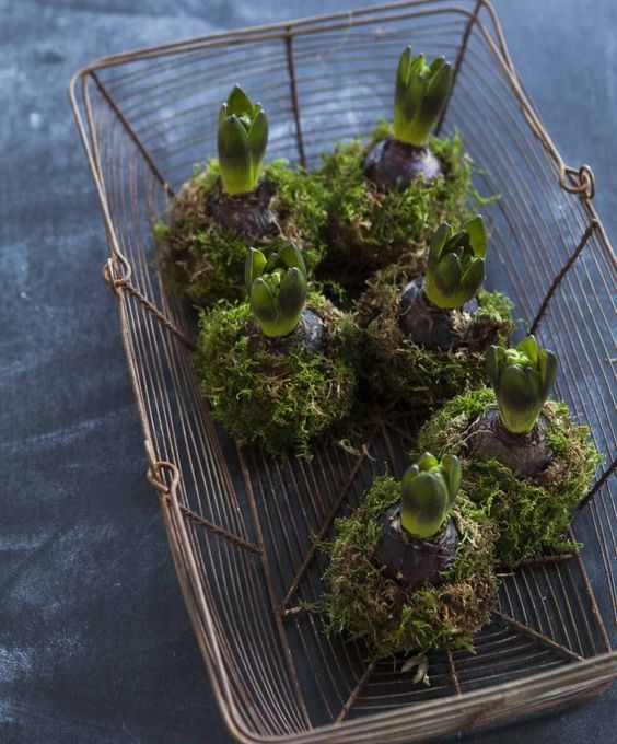 a wire basket with hyacinths in moss for a woodland or natural feel in the space