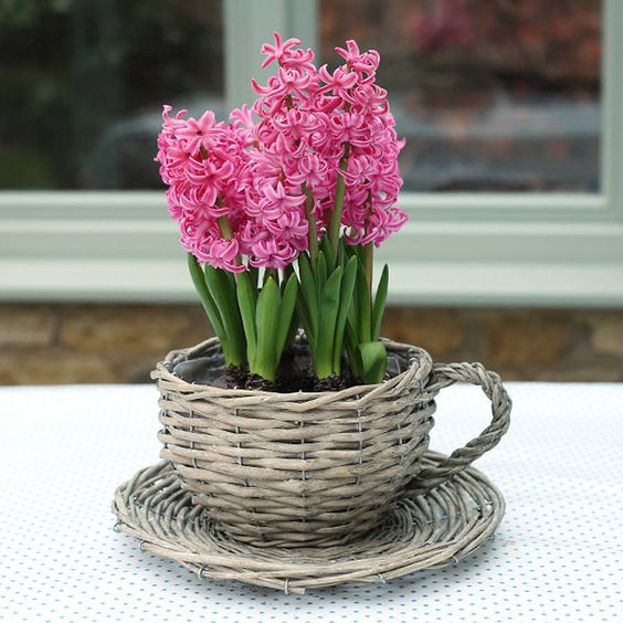 a woven teacup planter with pink hyacinths is an amazing rustic idea with a spring feel for your space