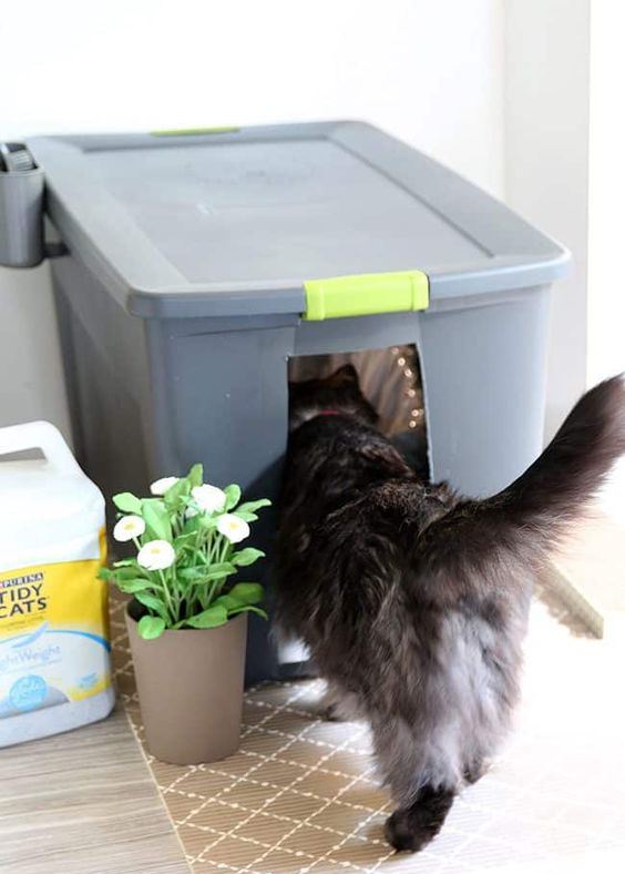 an oversized plastic container covering a cat litter box is a simple and fast solution for a small cat
