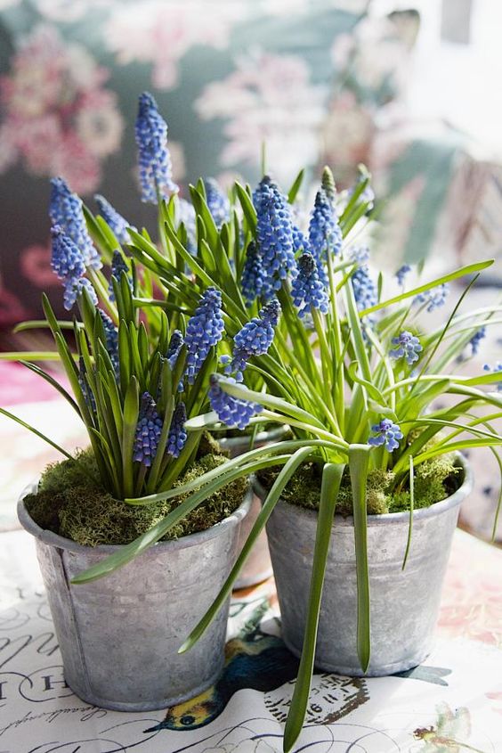buckets with blue hyacinths and moss will bring a rustic spring feel to the space easily