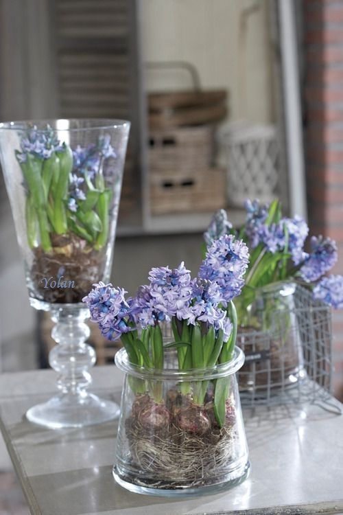 glasses and jars with purple and blue hyacinths for a delicate and chic vintage touch to your space and a spring feel at the same time