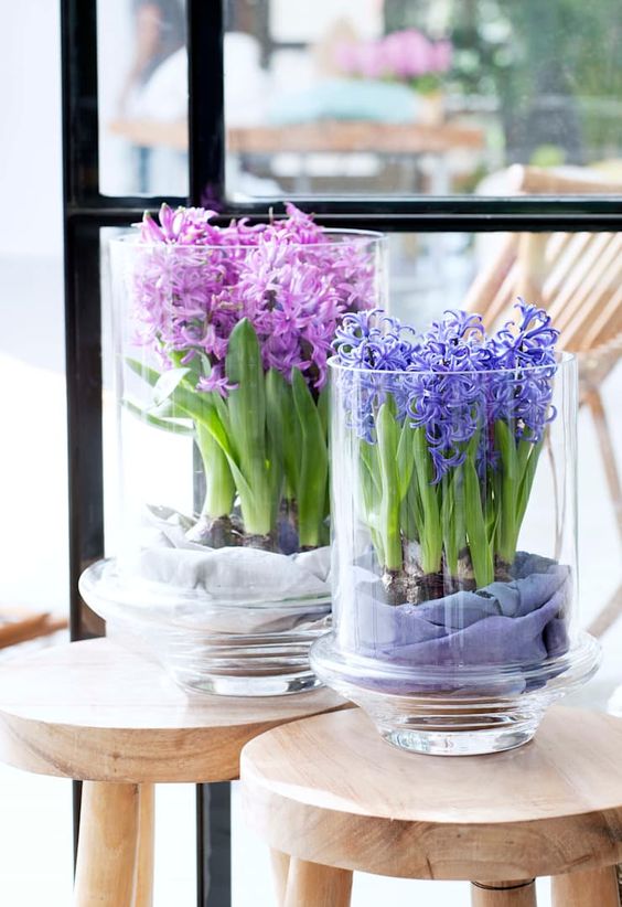 potted hyacinths in large glass vases will add a touch of color and spring freshness to the space