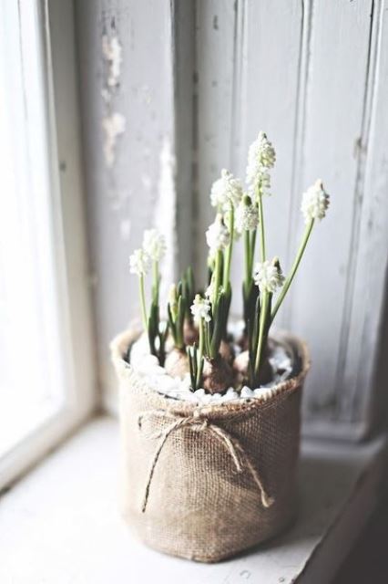potted white hyacinths with pebbles and in a burlap sack for bringing a touch of spring to the space