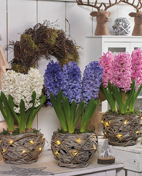 rustic woven planters with lights and colorful hyacinths for a rustic spring feel in your space