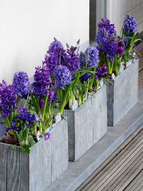 wooden planters with purple hyacinths and other blooms are lovely to spruce up the space for spring