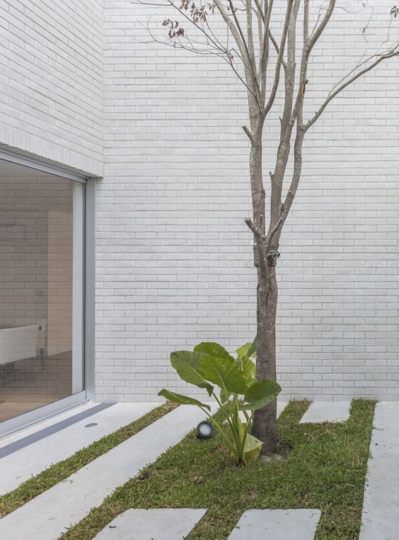 a small and simple courtyard wiht some greenery, concrete pavers and a single tree growing here