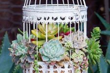 a beautiful white cage with moss and succulents of various kinds is a stylish decoration for outdoors and indoors