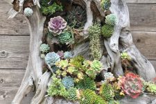 a driftwood piece with lots of succulents and greenery is beautiful and all-natural decor idea for outdoors