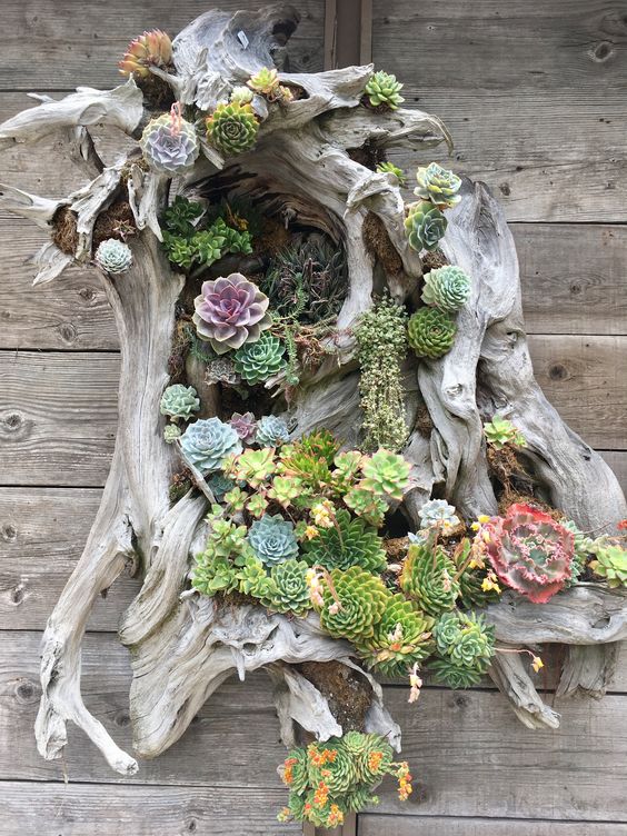 A driftwood piece with lots of succulents and greenery is beautiful and all natural decor idea for outdoors
