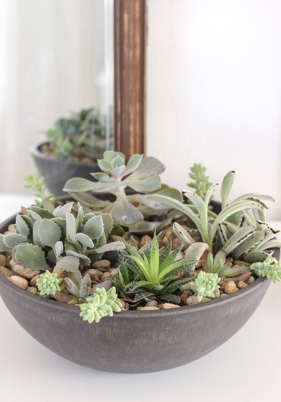 a large bowl with pebbles and succulents is a stylish piece with a modern feel - rock one