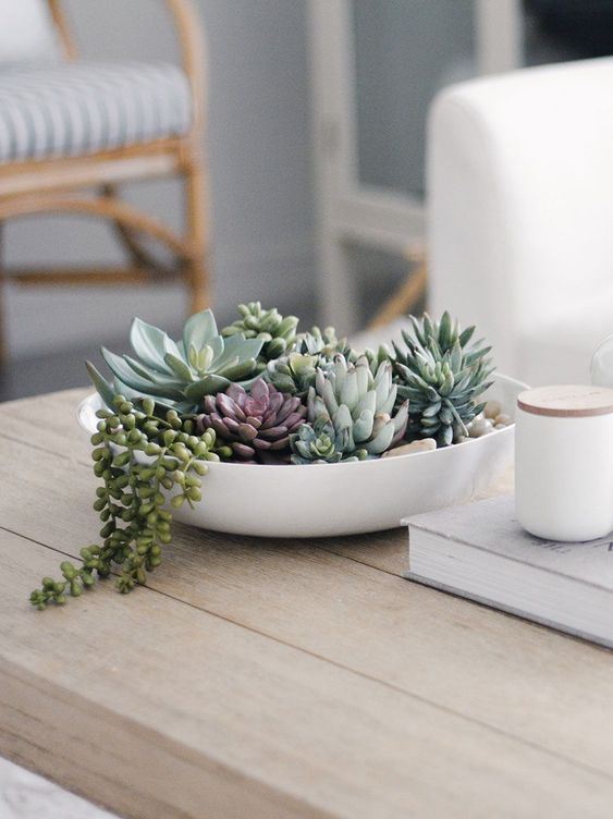 a white bowl with succulents of various colors is a stylish and sleek modern centerpiece or decoration
