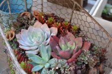 a wire planter with lots of succulents of various colors and textures is a stylish rustic idea for outdoors