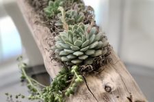 an old log as a succulent planter and hay and some succulents of various colors is a stylish rustic decoration