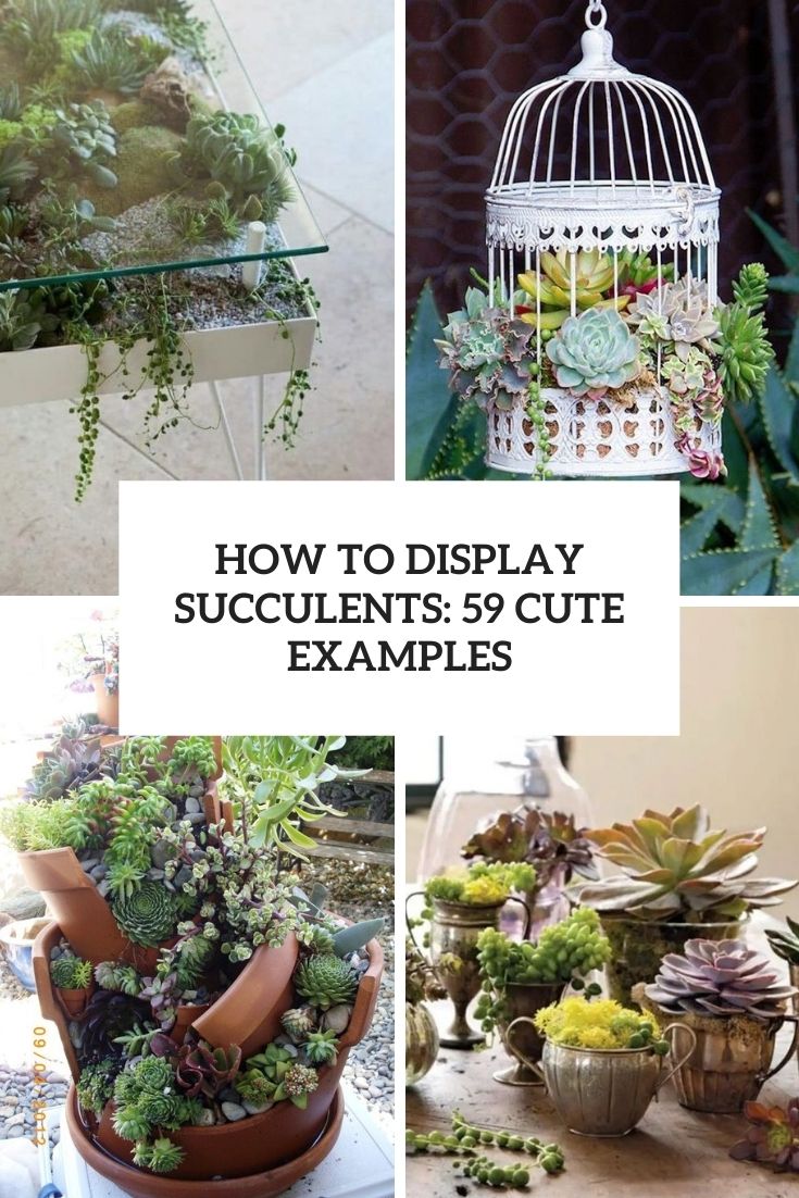 how to display succulents 59 cute examples