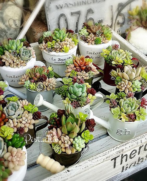 succulents planted into buckets and watering cans look cute and will bring a rustic feel to the space