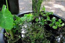 a black container water garden with water plants of various kinds is a stylish idea for a backyard