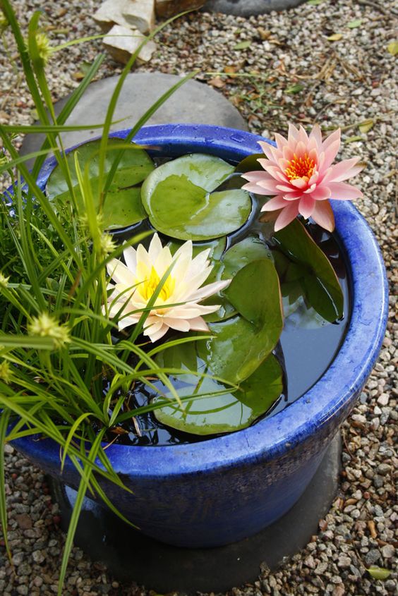 a bright mini water pond in bold blue, with water lilies and grasses will make an accent in your garden
