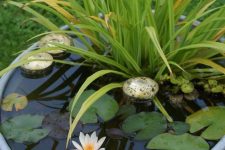 a galvanized container water garden with water lilies, rocks and greenery is a cool rustic idea