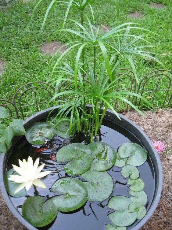 a mini outdoor pond with water lilies and greenery is a fresh natural decoration for any space
