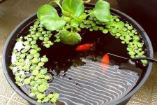 a small tank pond with greenery and a couple of koi fish is a cute and catchy decor idea to rock